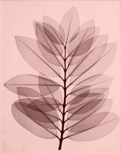 Metrosideros Excelsea Poster