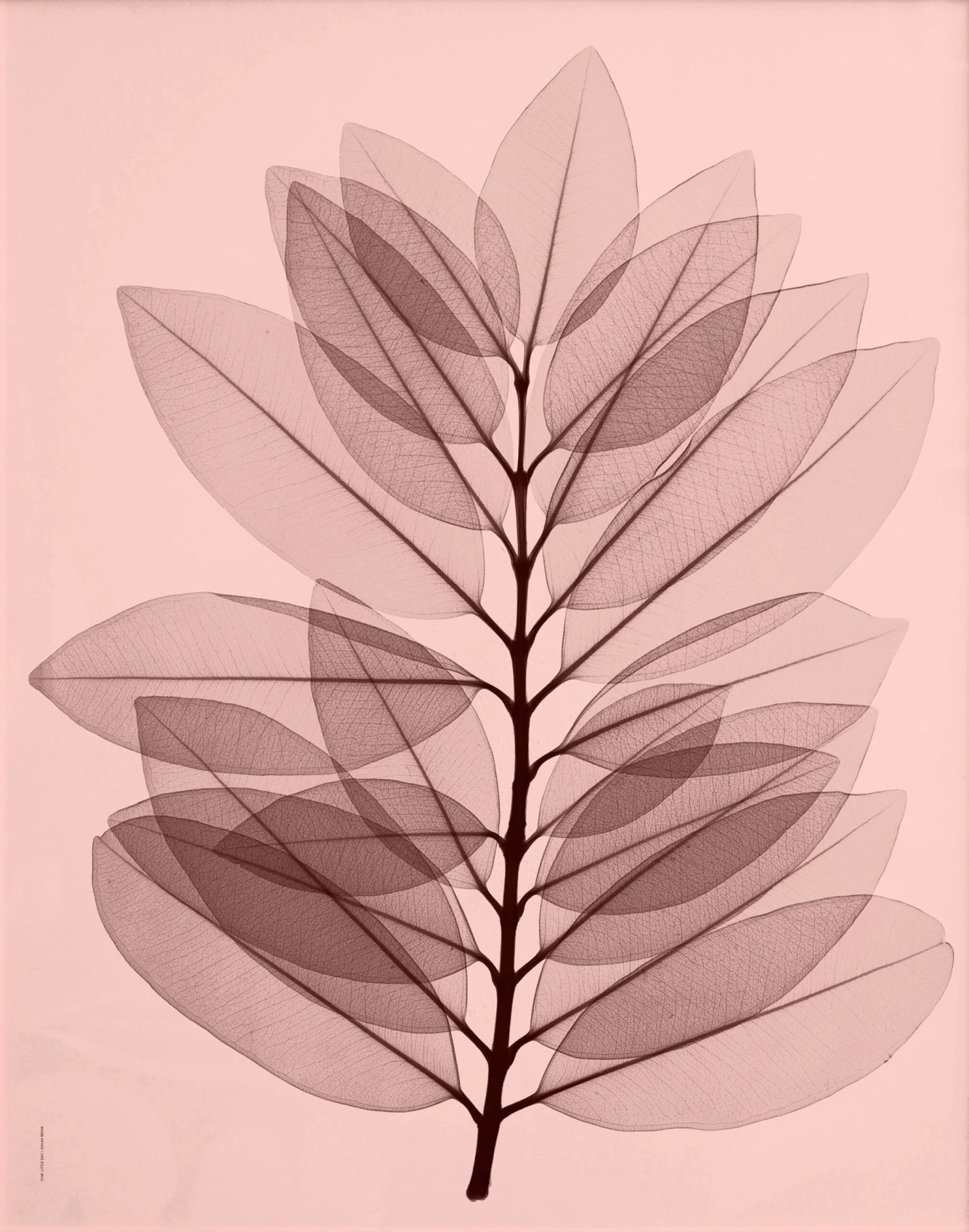 Metrosideros Excelsea Poster