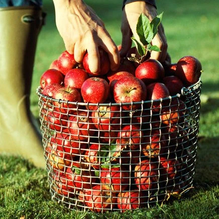 Korbo Bucket 20 - Afbeelding 2