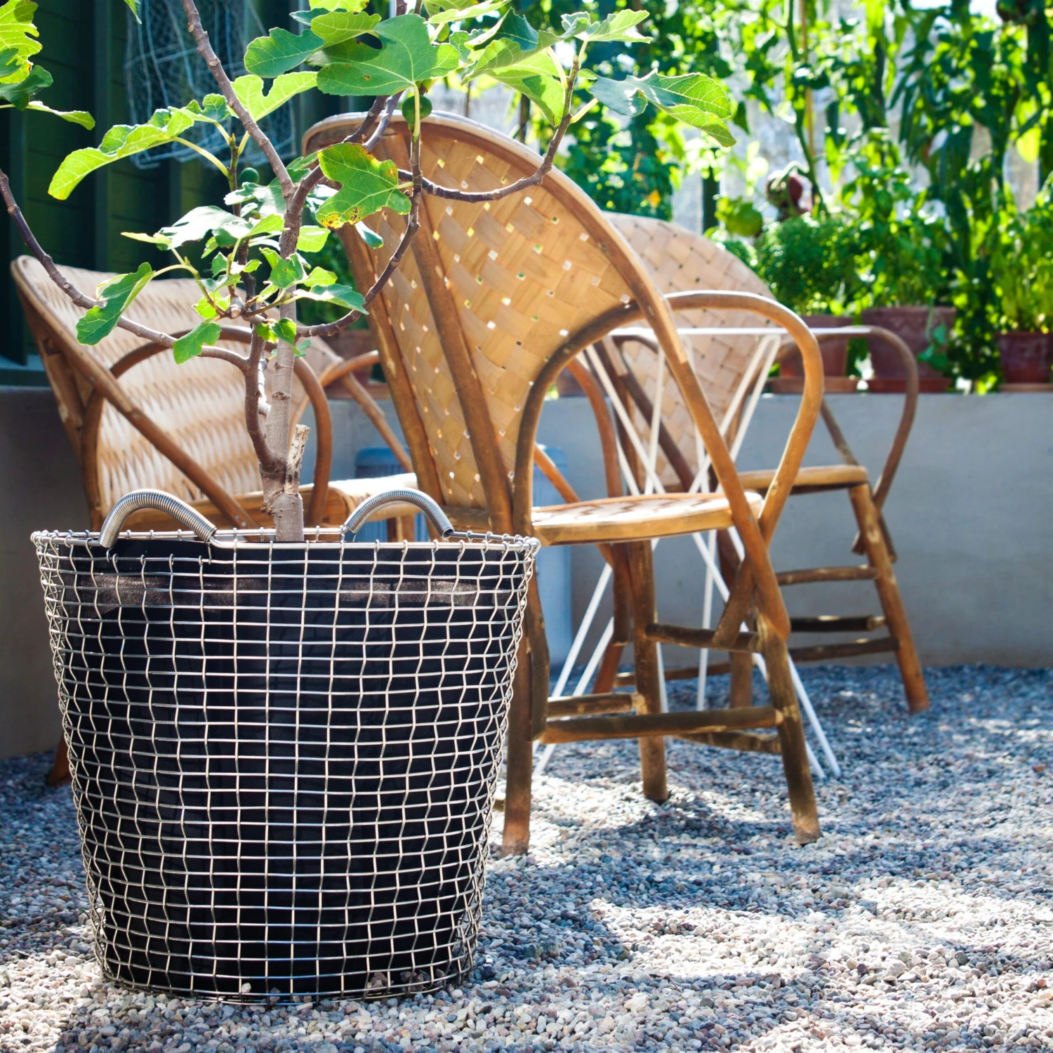 Korbo Classic 65 - Afbeelding 2